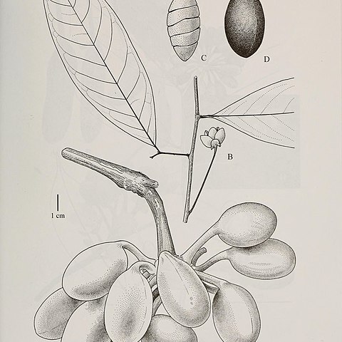 Klarobelia unspecified picture