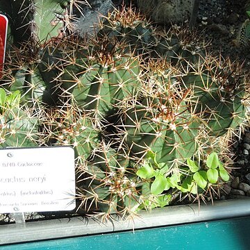 Melocactus neryi unspecified picture