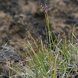 Carex glacialis unspecified picture