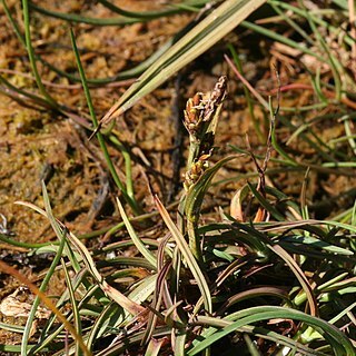 Carex subspathacea unspecified picture