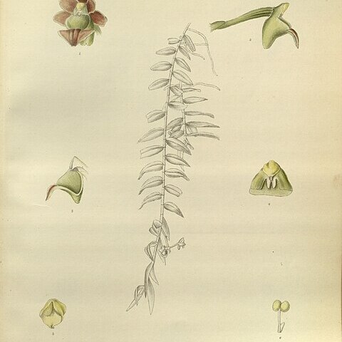 Gastrochilus affinis unspecified picture