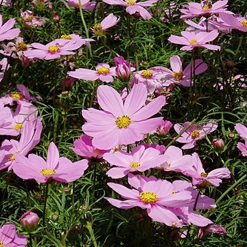 Cosmos unspecified picture