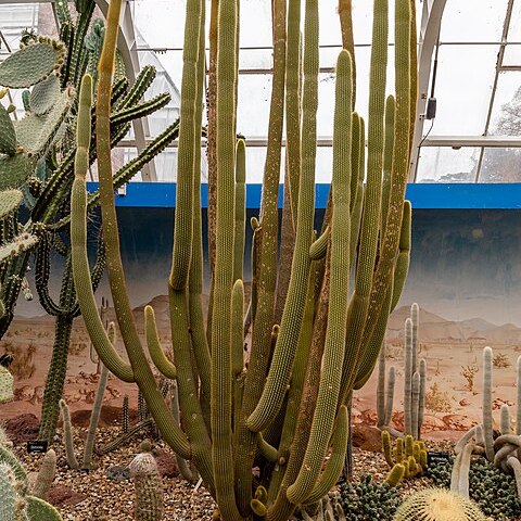 Weberbauerocereus winterianus unspecified picture