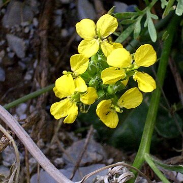 Coincya monensis subsp. nevadensis unspecified picture