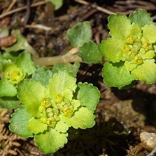 Chrysosplenium grayanum unspecified picture