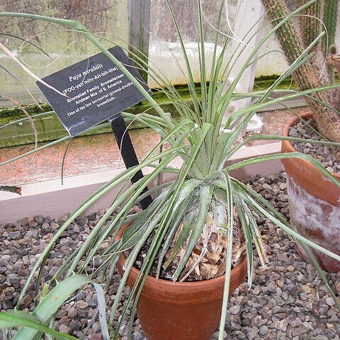 Puya mirabilis unspecified picture