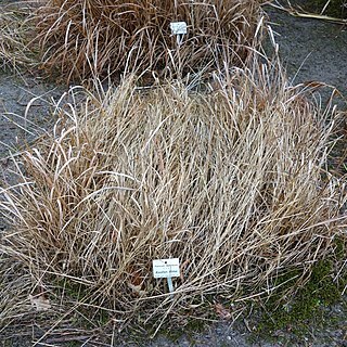 Panicum bulbosum unspecified picture