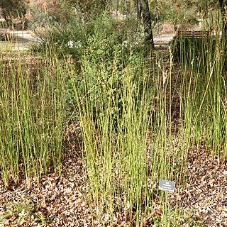 Juncus pallidus unspecified picture