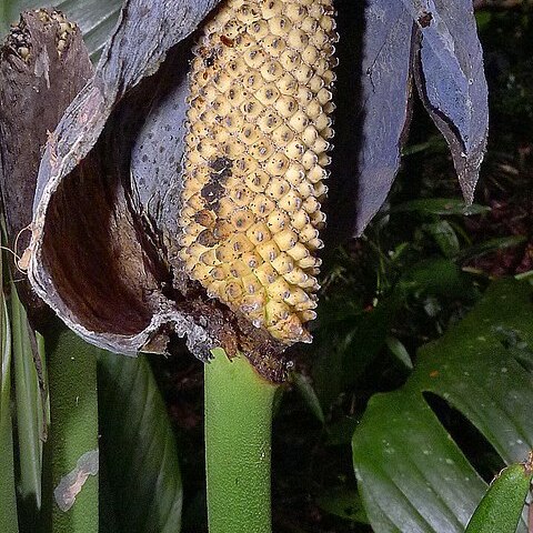 Monstera adansonii subsp. klotzschiana unspecified picture