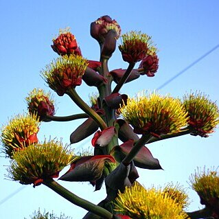 Agave montana unspecified picture