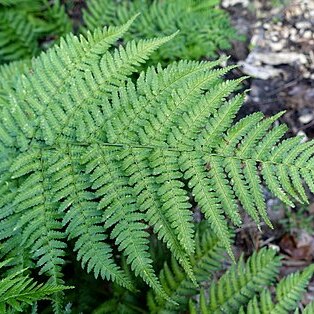 Dryopteris nigropaleacea unspecified picture