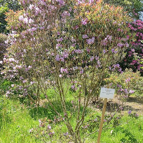 Rhododendron zaleucum unspecified picture