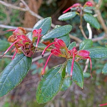 Rhododendron valentinianum unspecified picture