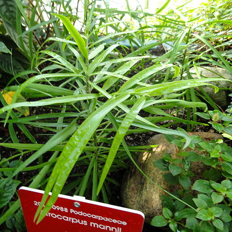 Afrocarpus mannii unspecified picture