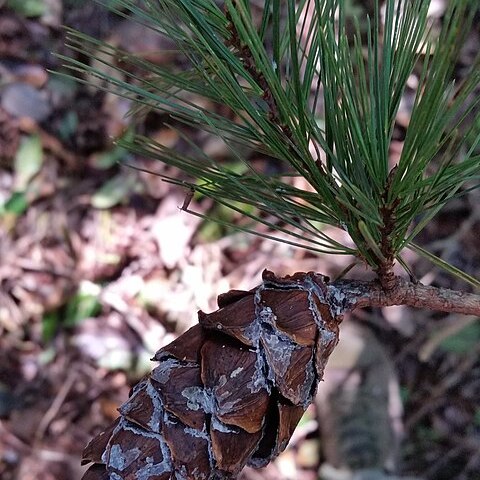 Pinus dalatensis unspecified picture