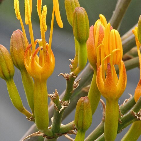 Agave gypsophila unspecified picture