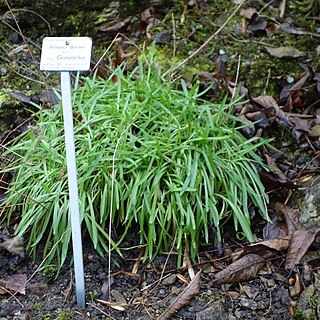 Armeria duriaei unspecified picture