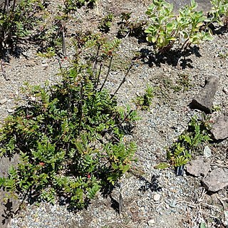 Sorbus reducta unspecified picture