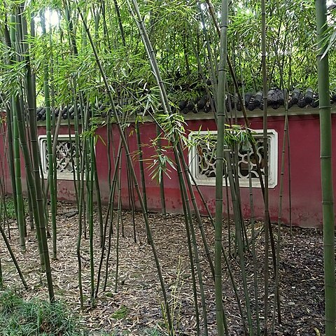 Phyllostachys platyglossa unspecified picture