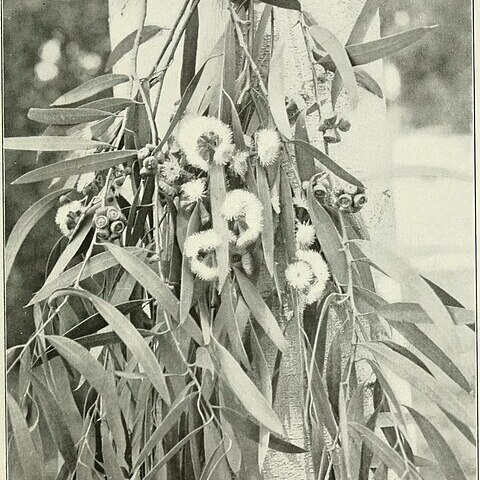 Eucalyptus amygdalina unspecified picture