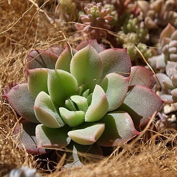 Echeveria quitensis unspecified picture