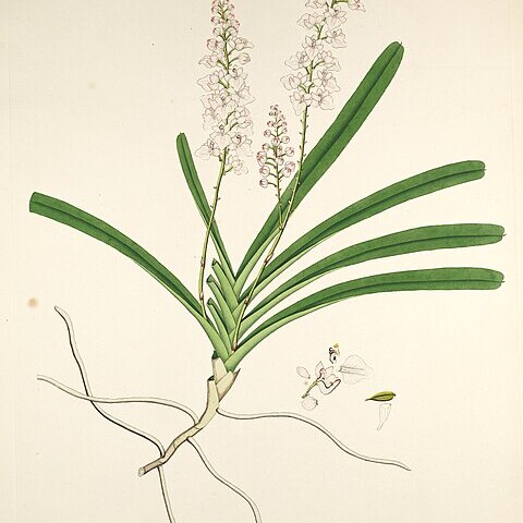 Aerides multiflora unspecified picture