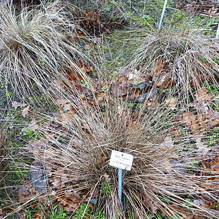 Stipa zalesskii unspecified picture