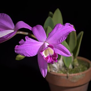 Cattleya sincorana unspecified picture