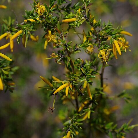 Persoonia terminalis unspecified picture