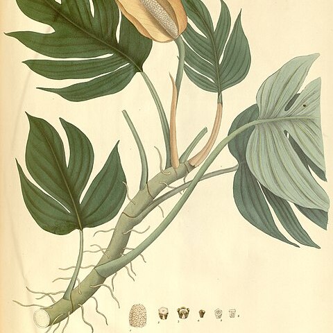 Rhaphidophora glauca unspecified picture