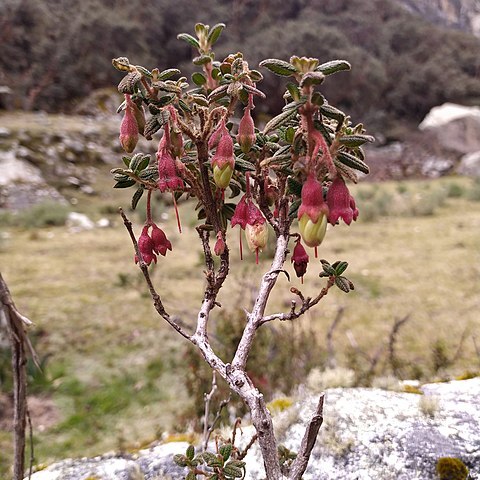 Brachyotum naudinii unspecified picture