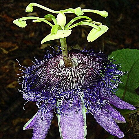 Passiflora cacao unspecified picture