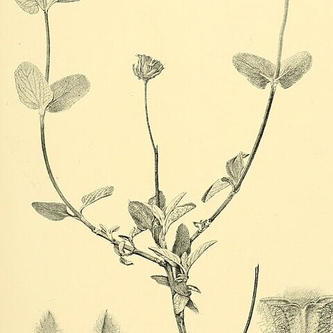 Phlomis cypria unspecified picture