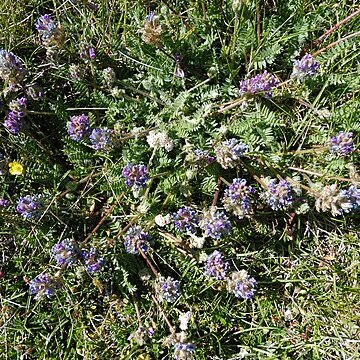 Oxytropis neglecta unspecified picture