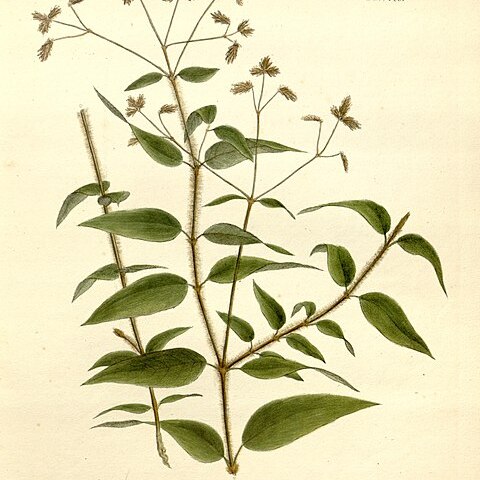 Alternanthera rufa unspecified picture