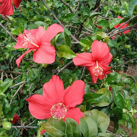 Hibiscus kokio unspecified picture