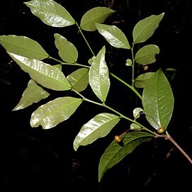 Phyllanthus gradyi unspecified picture