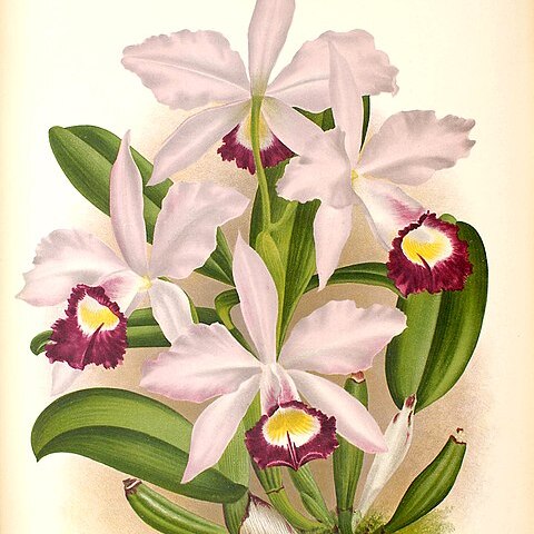 Cattleya x brymeriana unspecified picture