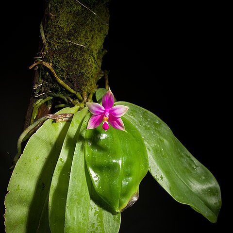 Phalaenopsis violacea unspecified picture