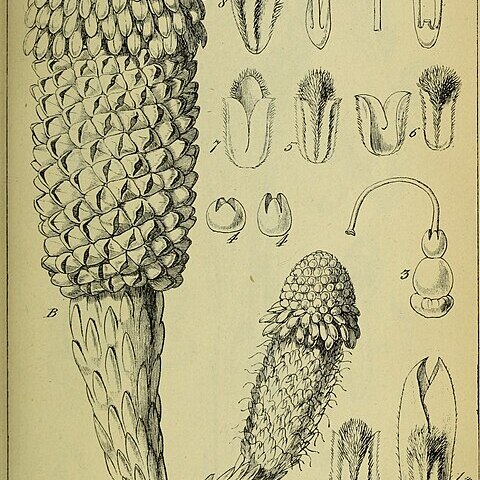 Mystropetalon unspecified picture