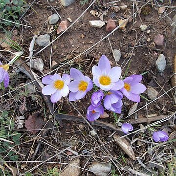 Crocus sieberi unspecified picture