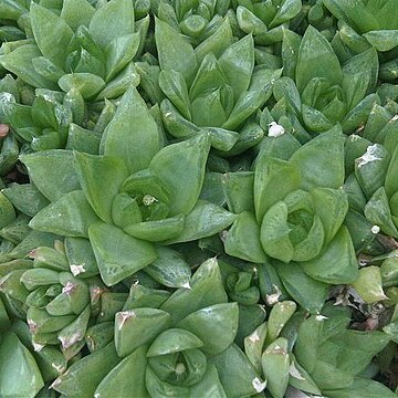 Haworthia cymbiformis unspecified picture