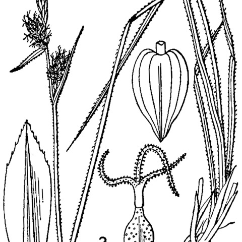 Carex torreyi unspecified picture