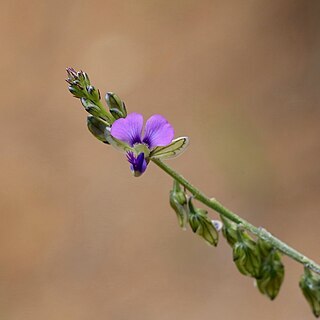 Polygala uncinata unspecified picture