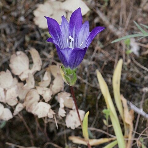 Gentiana olivieri unspecified picture