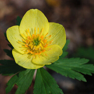 Trollius laxus unspecified picture