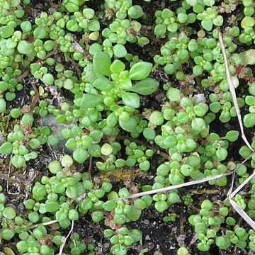 Pilea herniarioides unspecified picture