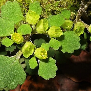 Chrysosplenium pseudopilosum var. divaricatistylosum unspecified picture