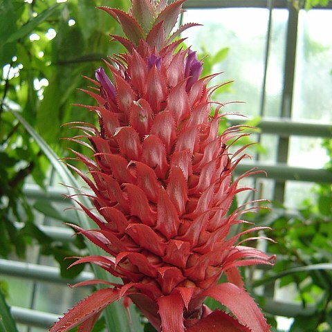 Ananas macrodontes unspecified picture