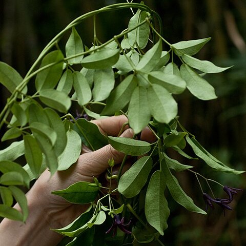 Stauntonia purpurea unspecified picture